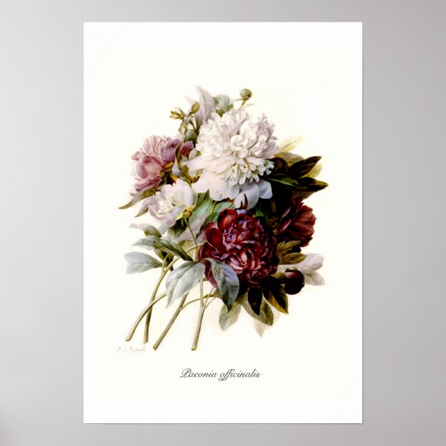 Poster Paeonia officinalis (Frente)