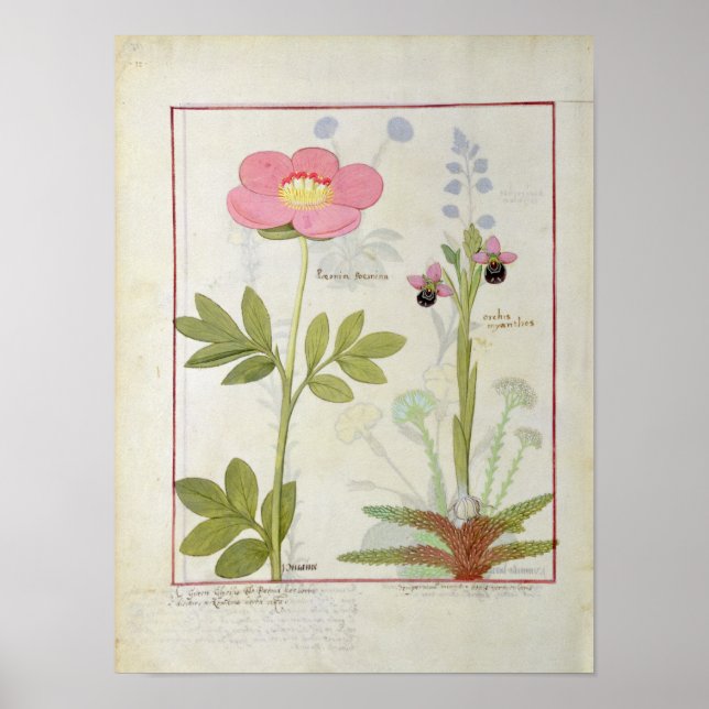 Póster Paeonia ou Peony e Orchis myanthos (Frente)