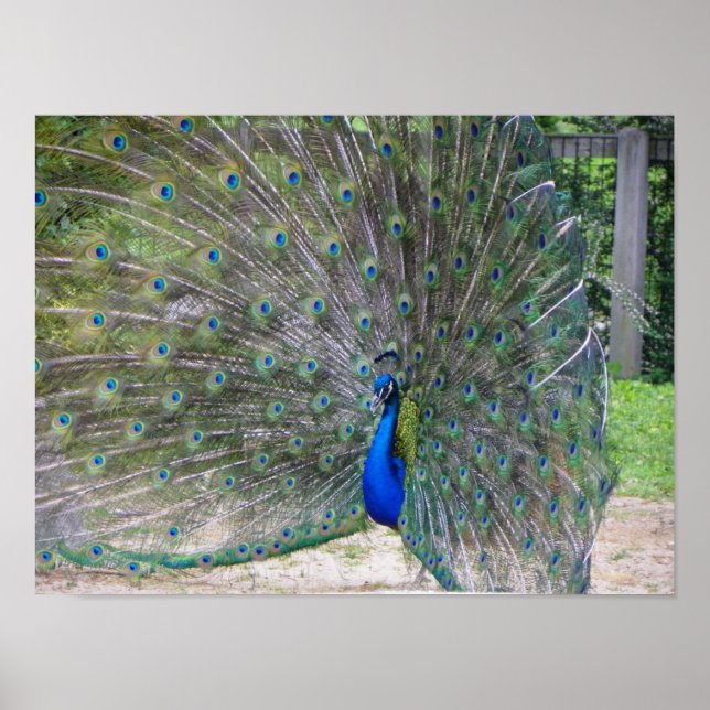 Póster pafuívora na floração do cheio (Frente)