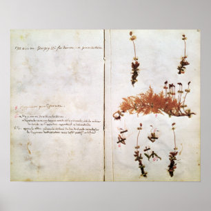 Póster Page 15 from a Herbarium