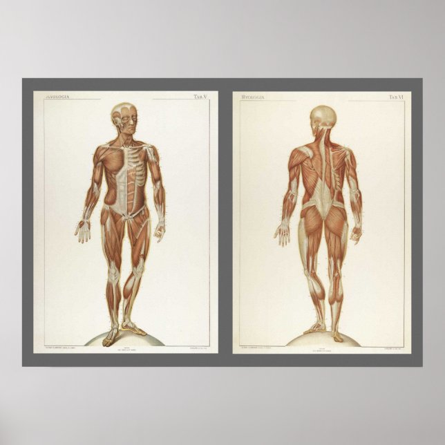 Póster Páginas de Livro de Anatomia Antiga (Frente)
