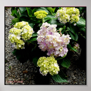 Póster Pai grande do Hydrangea
