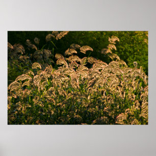 Póster Painço Selvagem (Panicum Sp.) Crescendo em Área Úm