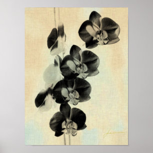 Poster Painéis de Blush Orchid III