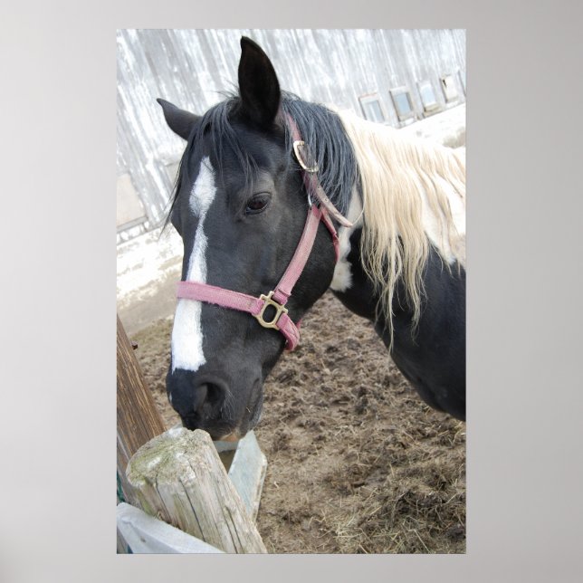 Poster Paint Horse (Frente)