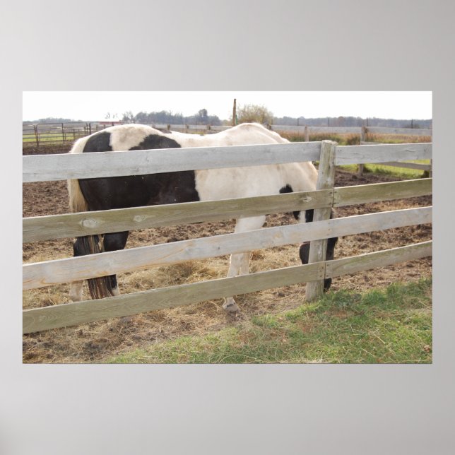 Póster Paint Horse in Corral (Frente)