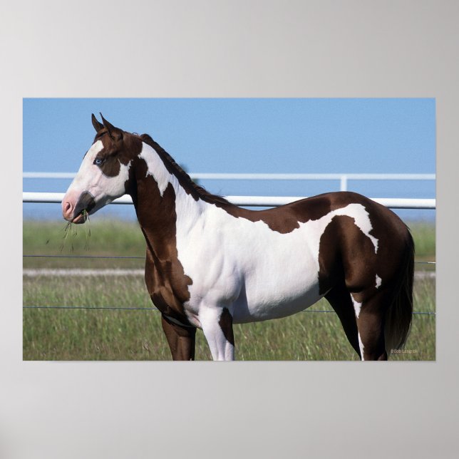 Poster Paint Horse Permanente (Frente)
