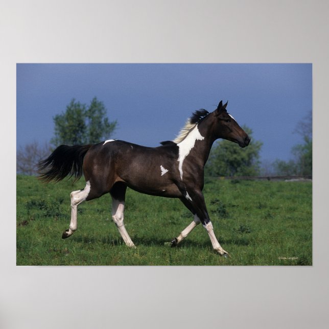 Poster Paint Horse Running 2 (Frente)