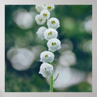 Poster Painterly Soft Lilly das Flores do Vale