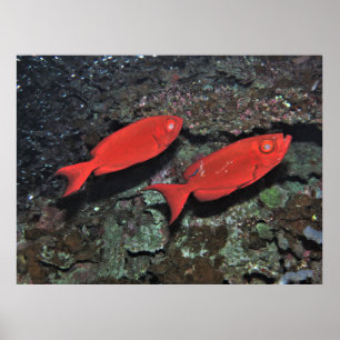 Poster Pair of Bigeyes