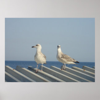 Poster Pair of Seagulls