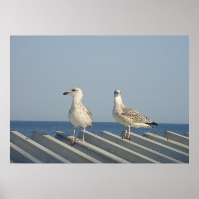 Poster Pair of Seagulls (Frente)