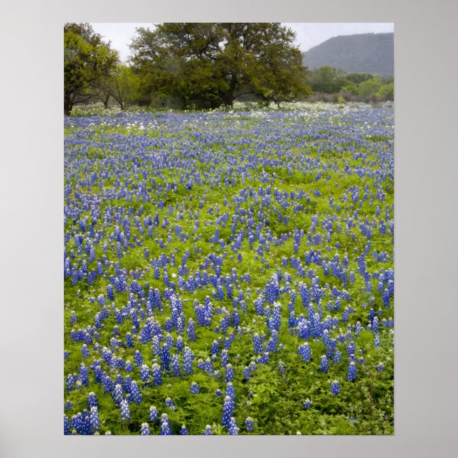 Poster País das Colinas, Texas, Bluebonnets e Carvalho (Frente)
