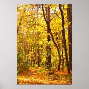 Póster Paisagem bonita - estrada na floresta do outono