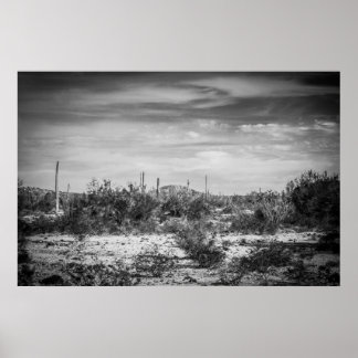 Poster Paisagem Cactus