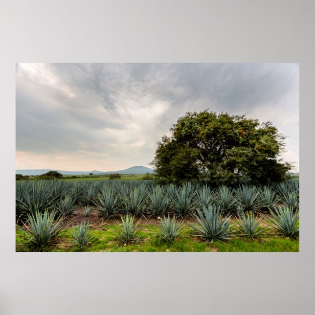 Póster Paisagem com Agave Azul (Frente)