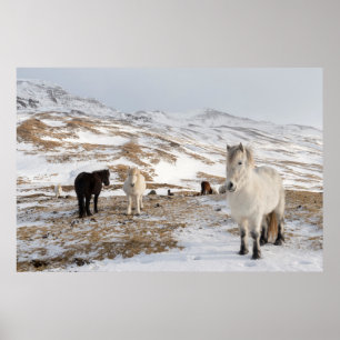 Poster Paisagem com Cavalos Islandeses