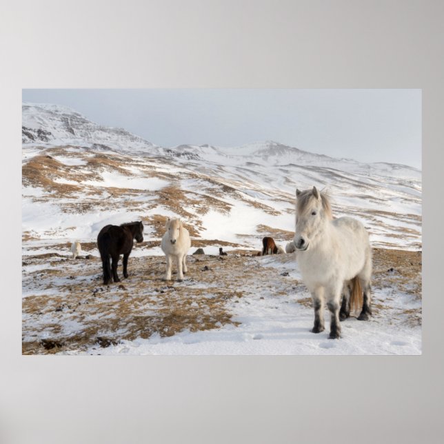 Poster Paisagem com Cavalos Islandeses (Frente)
