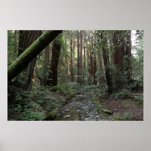 Poster Paisagem da Floresta de Muir Woods (Frente)
