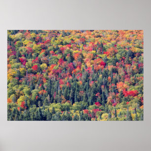 Poster Paisagem da Floresta de outono