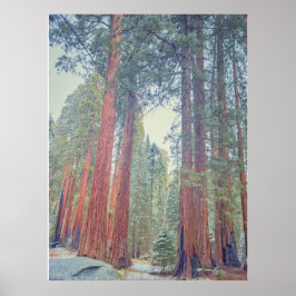 Poster Paisagem da Floresta de Sequoias Gigantes