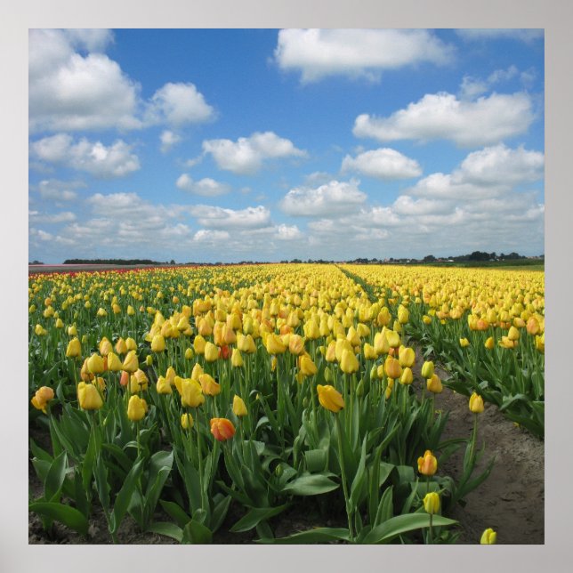 Poster Paisagem das Tulipas Amarelas (Frente)