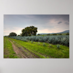 Póster Paisagem De Agave Azul
