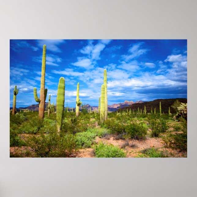 Póster Paisagem de cacto do deserto, Arizona (Frente)