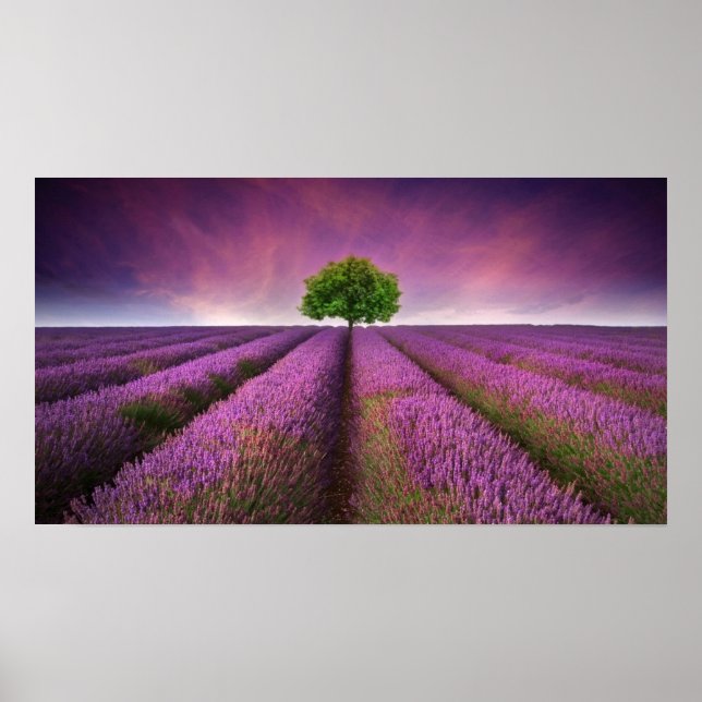 Póster Paisagem de campo lavanda — Verão — Sunset (Frente)
