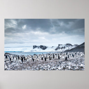 Poster Paisagem de Colônia de Pinguins Chinstrap