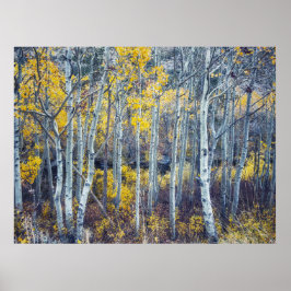 Poster Paisagem de Floresta de Álamo Amarelo Outonal