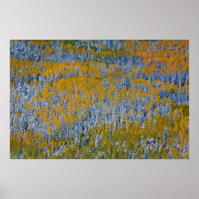 Poster Paisagem de Floresta no Outono (Frente)