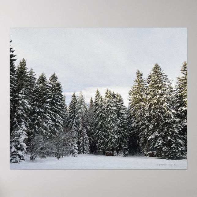 Póster Paisagem de inverno perto de Koenigsfeld, Floresta (Frente)