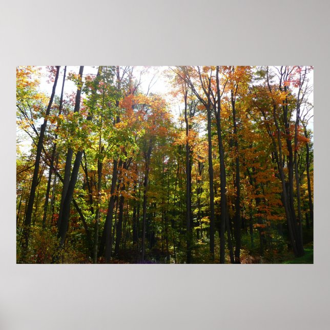 Póster Paisagem de Outono da Floresta Ensolarada (Frente)