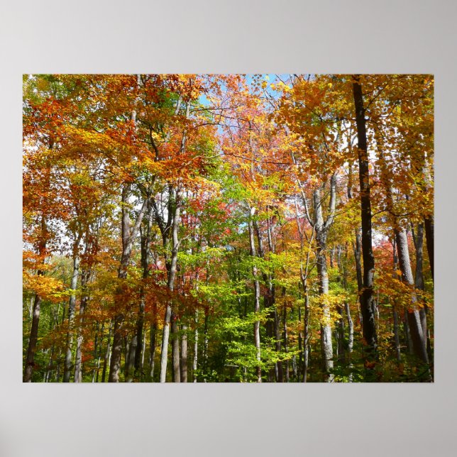 Poster Paisagem de outono de Floresta II (Frente)