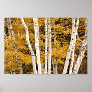 Poster paisagem de outono, Vermont, EUA