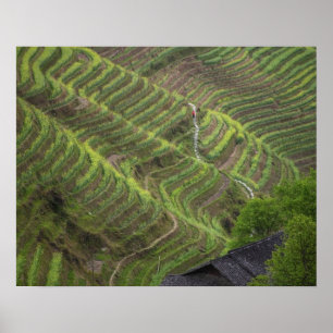 Poster Paisagem de terraços de arroz na montanha,