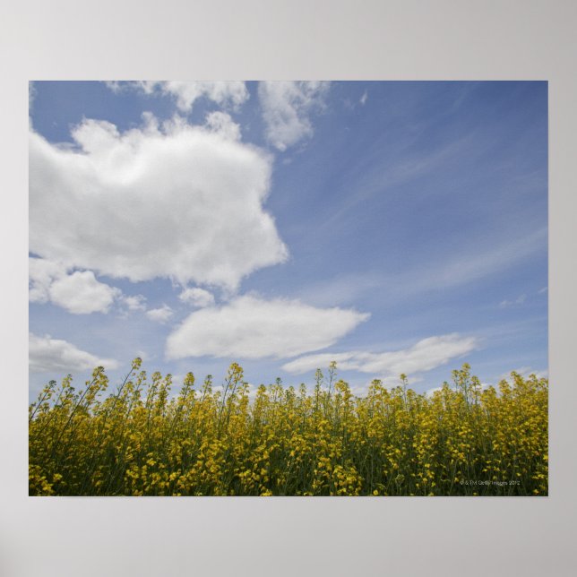 Póster paisagem do campo de canola pronta para colheita (Frente)