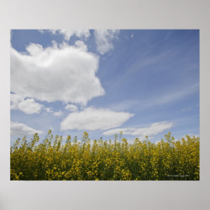 Póster paisagem do campo do canola pronta para colher