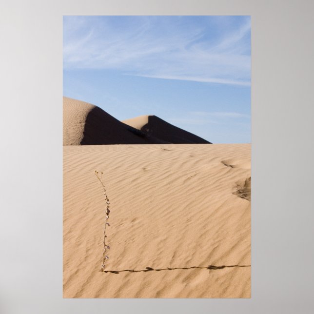 Poster Paisagem do deserto (Frente)