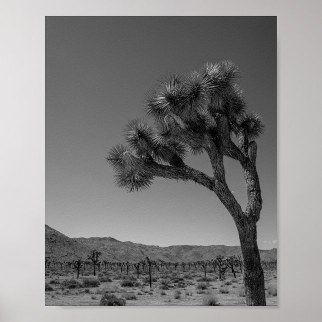 Poster Paisagem do Deserto de Joshua Tree - Foto do Parqu (Frente)