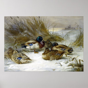 Poster Paisagem do inverno de Archibald Thorburn com pato