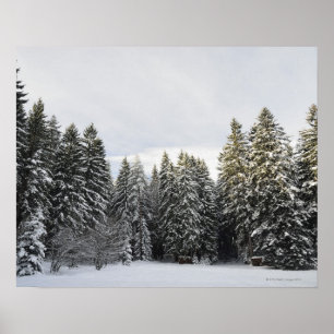 Póster Paisagem do inverno perto de Koenigsfeld, Floresta