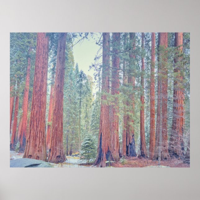 Poster Paisagem do Parque Nacional Sequoia (Frente)