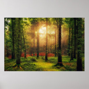 Poster Paisagem do Sol com Floresta de Verão