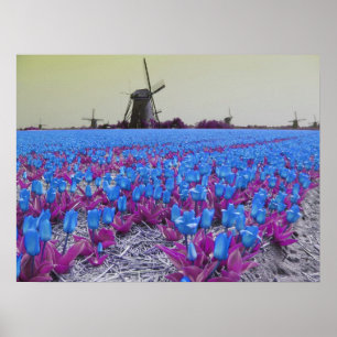 Póster Paisagem dos moinhos de vento das tulipas azuis de