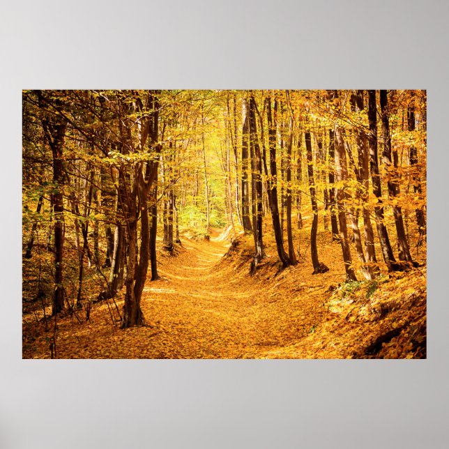 Poster Paisagem florestal do outono (Frente)