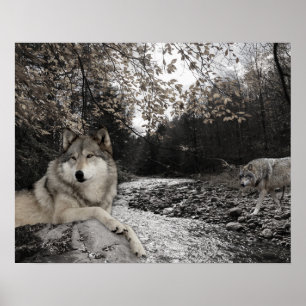 Poster Paisagem Florestal do Wolf Creek Brook