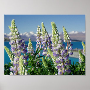 Poster Paisagem Lupine da Nova Zelândia em Flor