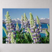 Paisagem Lupine Nova Zelândia